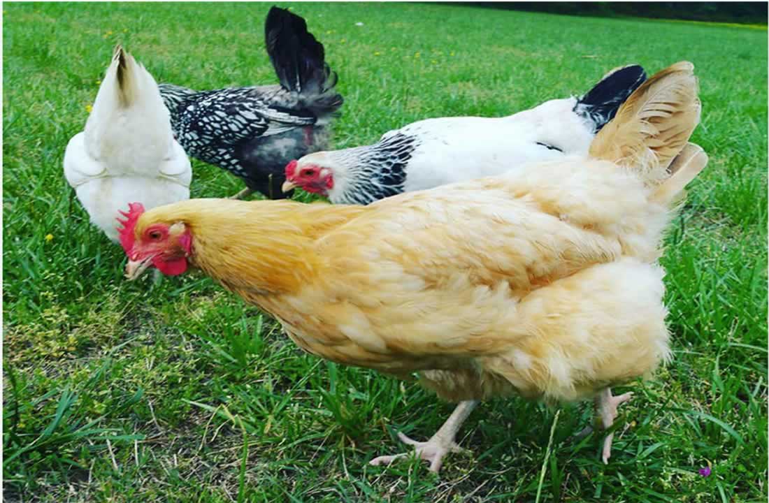 Poultry