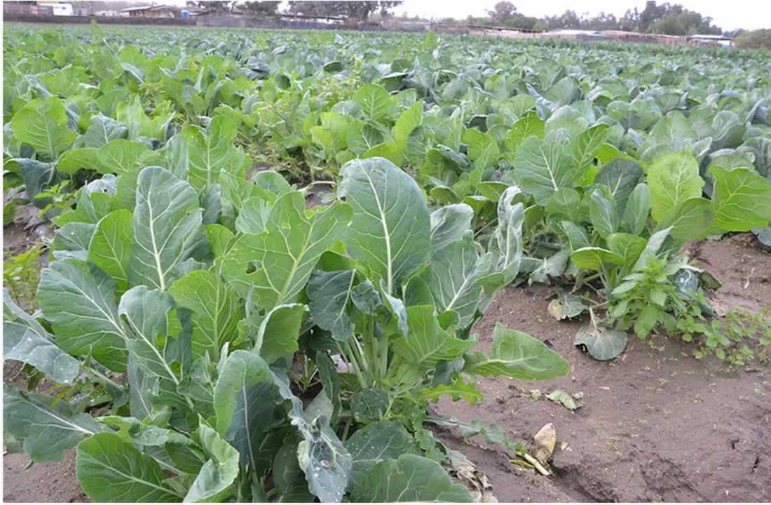Sukuma Wiki Bunches